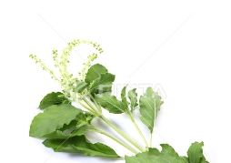 カミメボウキ ( Holly Basil )